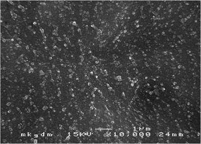 Enhancing the Antibiofilm Activity of β-1,3-Glucanase-Functionalized Nanoparticles Loaded With Amphotericin B Against Candida albicans Biofilm